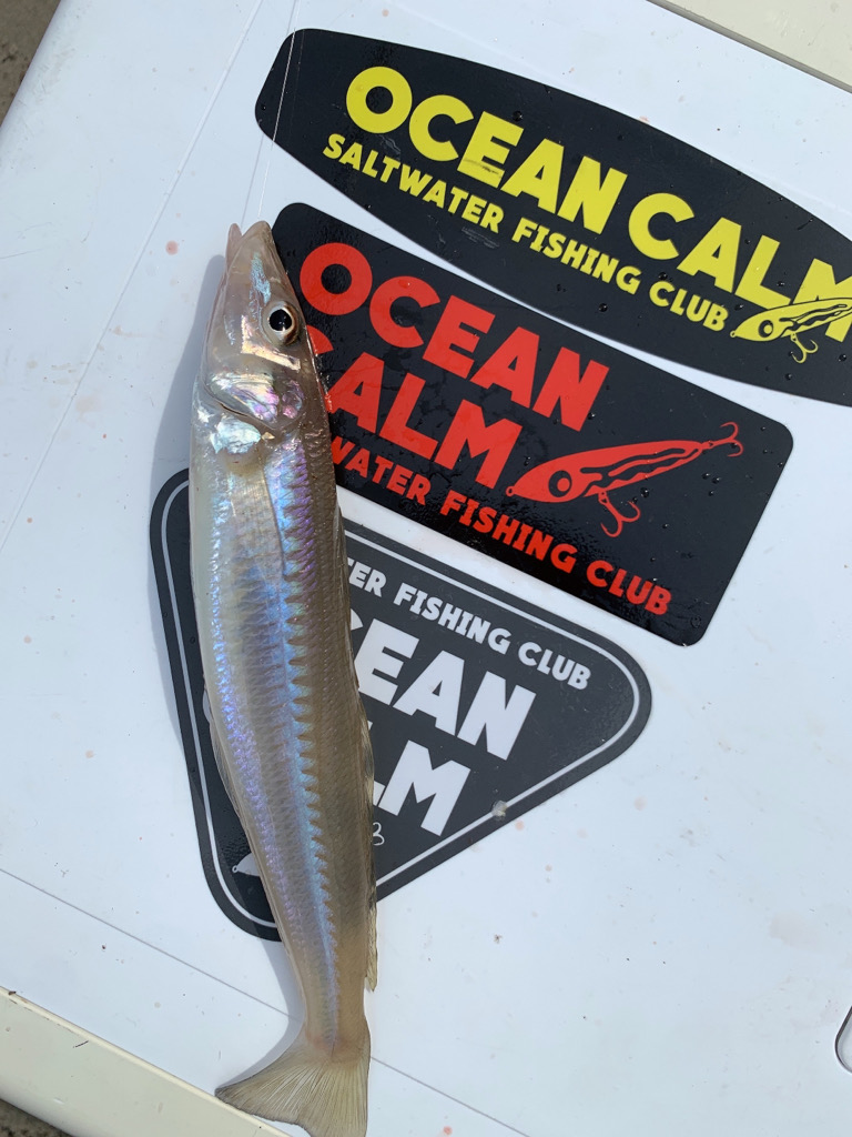 ショアからのキス