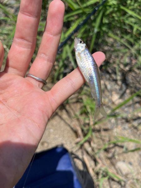小物釣り