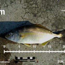 マイクロジギングでショゴ狙い