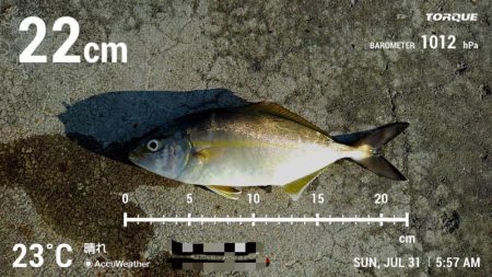 マイクロジギングでショゴ狙い