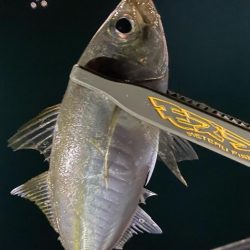 初のボートアジング