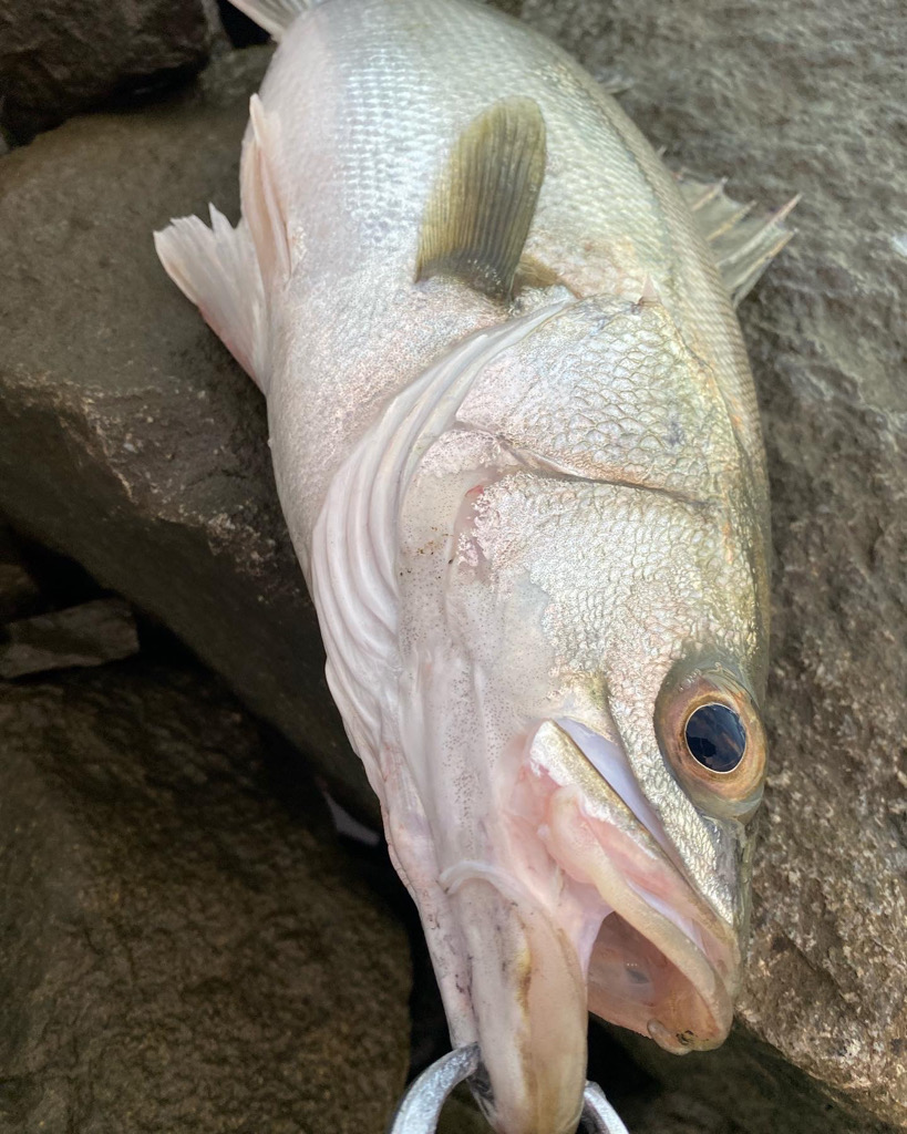 リバーシーバス