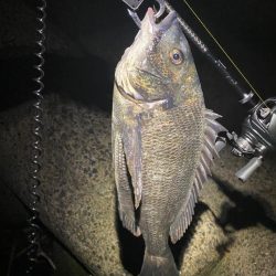 チニング  10匹釣るまで帰れません