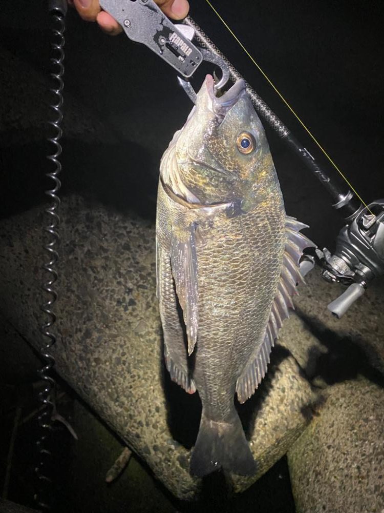 チニング  10匹釣るまで帰れません