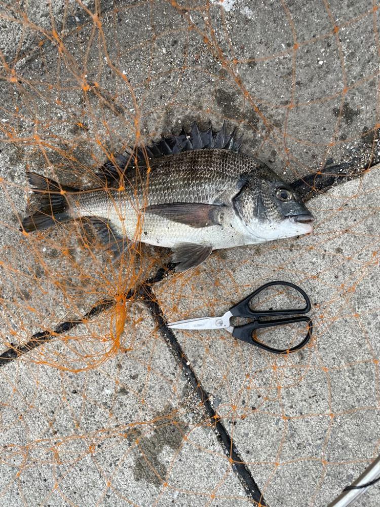 いつもの場所で、いつものフカセ釣り!