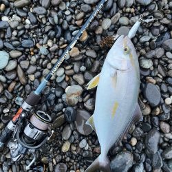 簡単ただ巻きで釣るショアジギング
