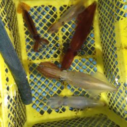 越前沖でイカメタル