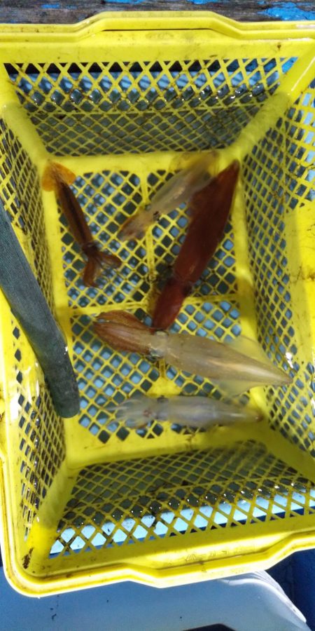 越前沖でイカメタル