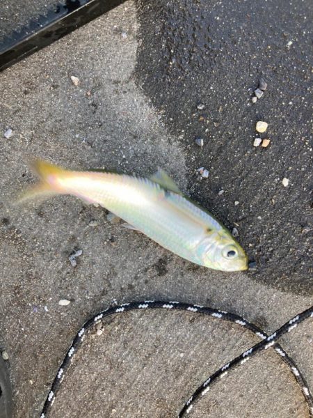 高浜でママカリ