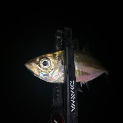 キジハタにアジに癒される