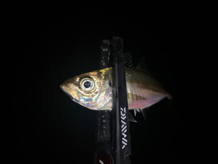 キジハタにアジに癒される