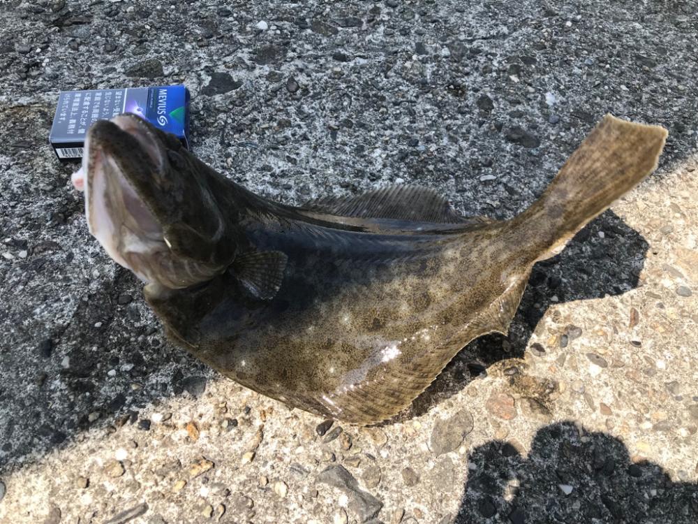 久しぶりのヒラメ