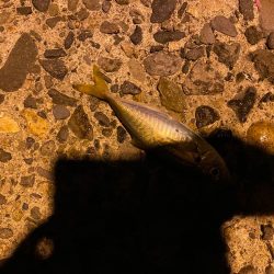 日本海側へアジング