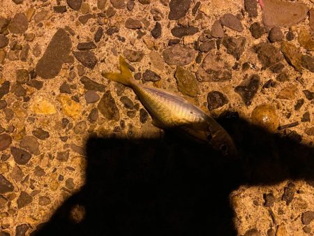 日本海側へアジング