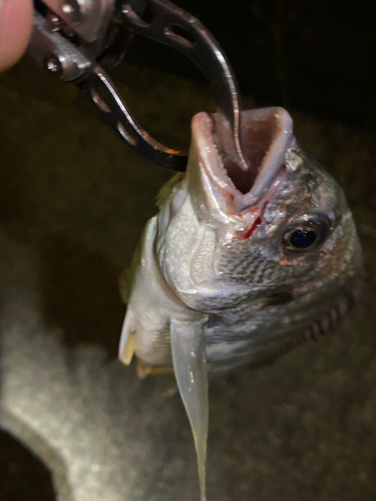 ヘチってきました