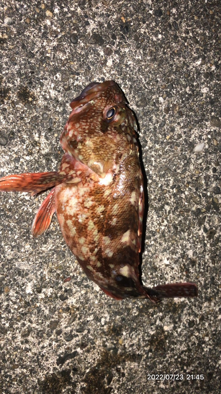 ロックフィッシュ