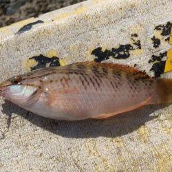 雨止む予報だってのに！