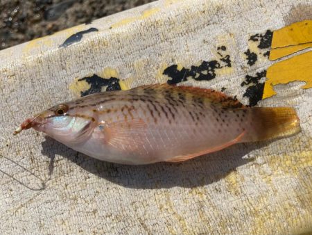 雨止む予報だってのに！