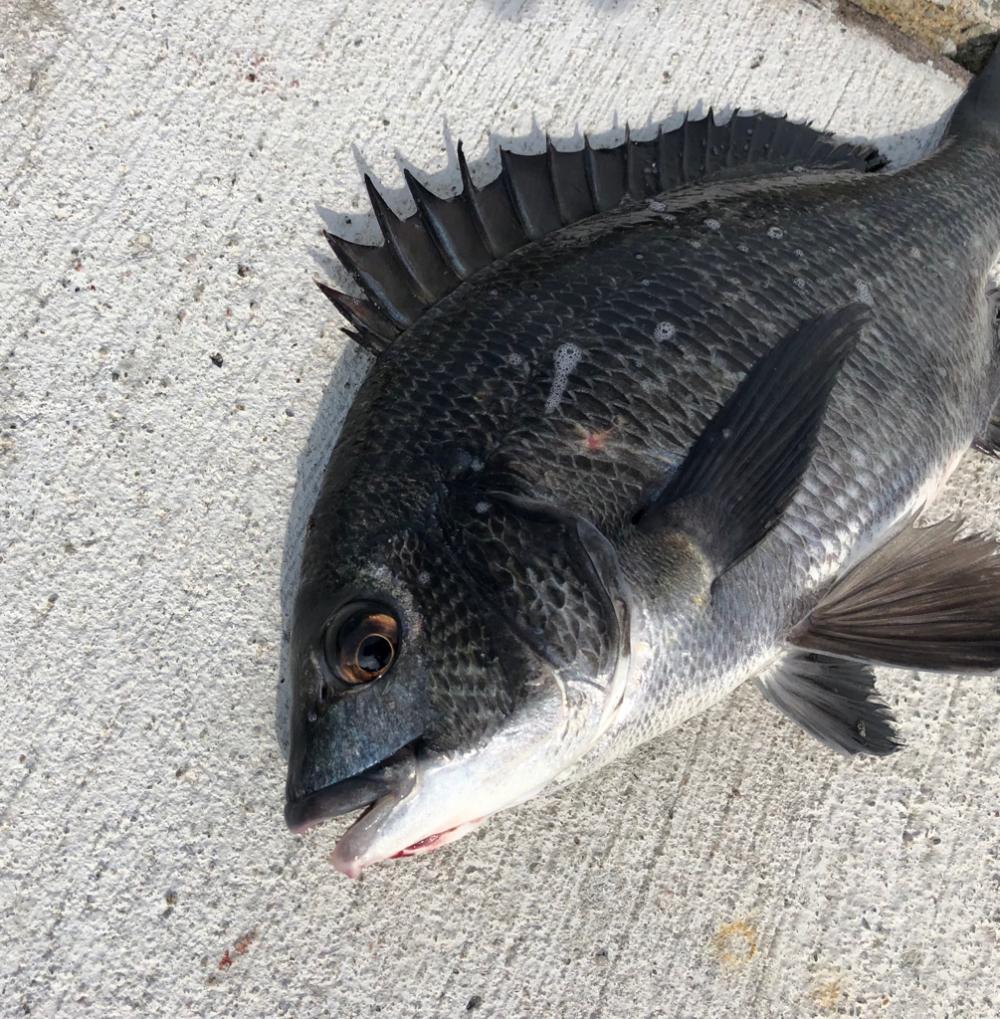 アタリなし渋々の釣行