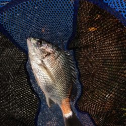 チヌハンターパート24