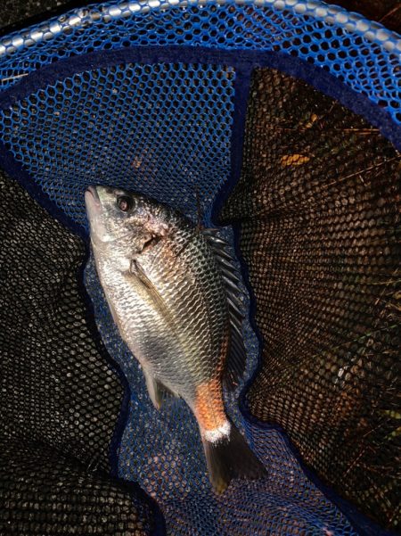 チヌハンターパート24