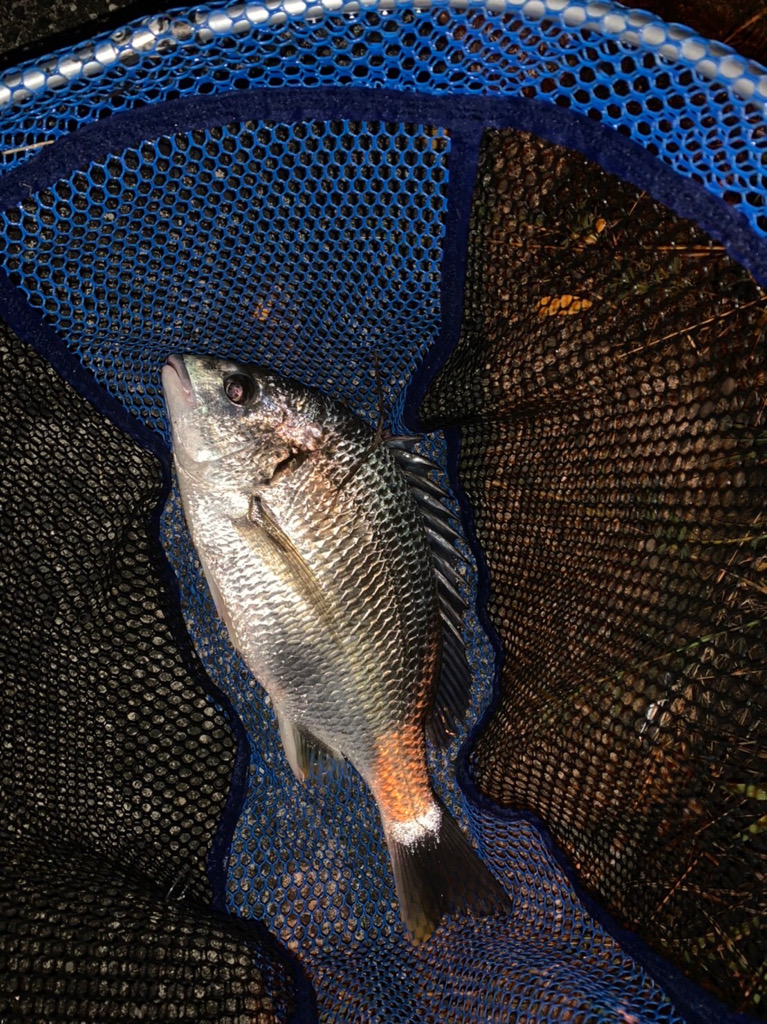 チヌハンターパート24