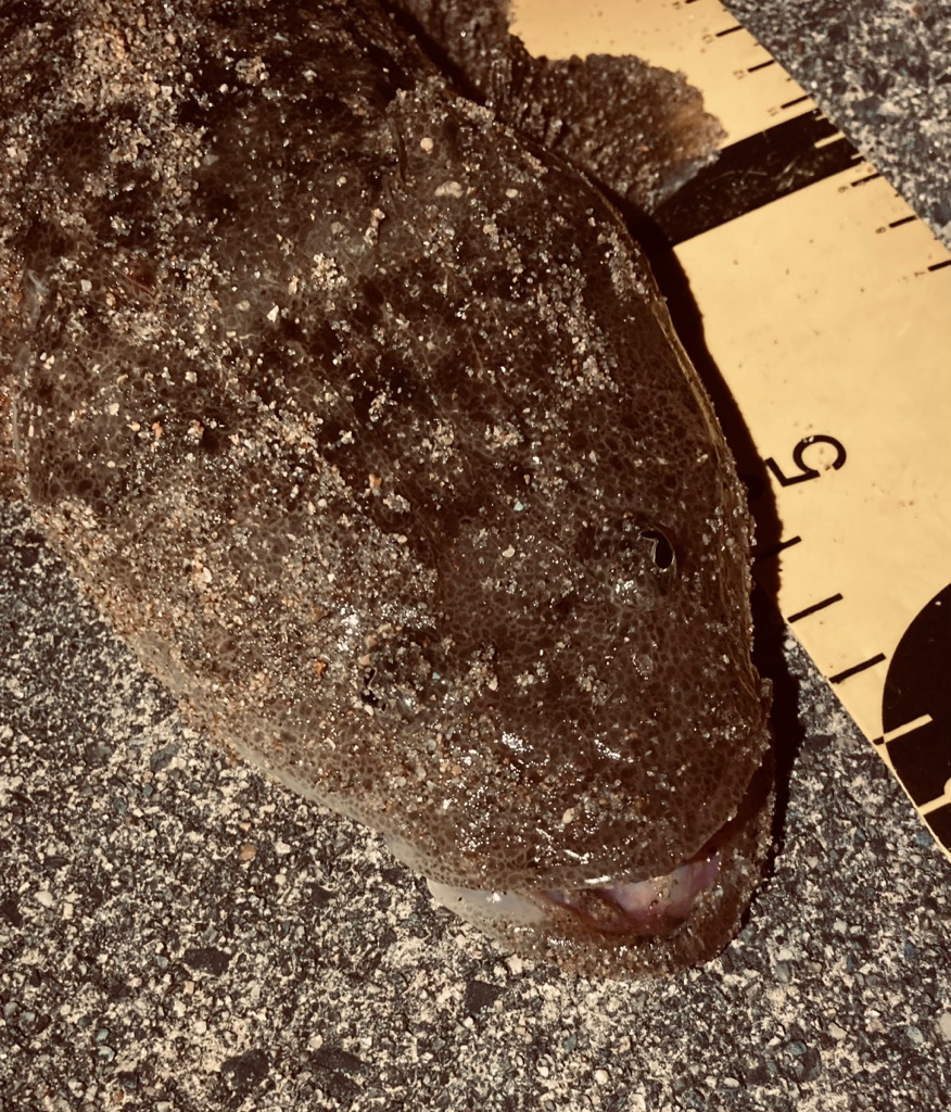 マゴチフィッシング