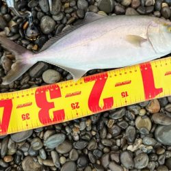 今日もただ巻きショアジギング♪