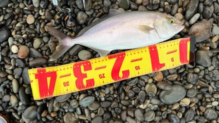 今日もただ巻きショアジギング♪