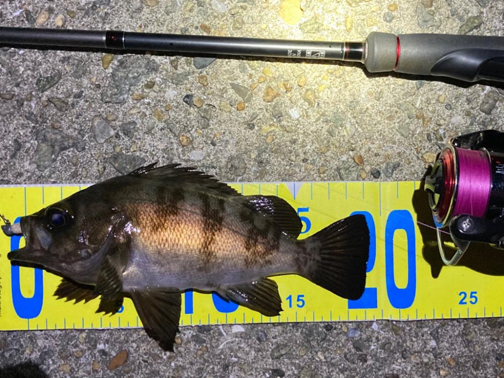 まだまだ狙える梅雨明けのメバル