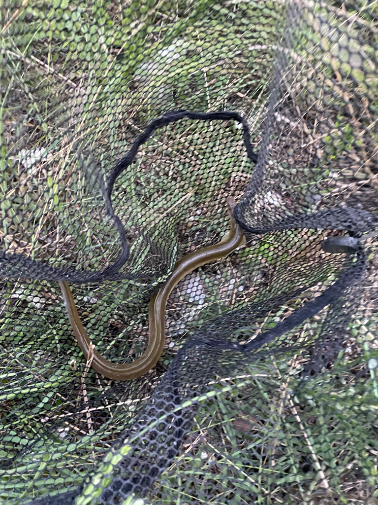 夕方にぶっ込み釣り