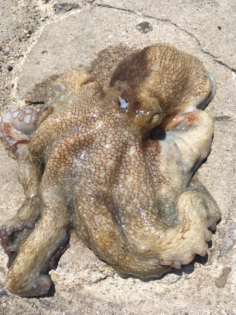 【タコフィネス】キロアップ＆タコエギロストゼロで連続74杯