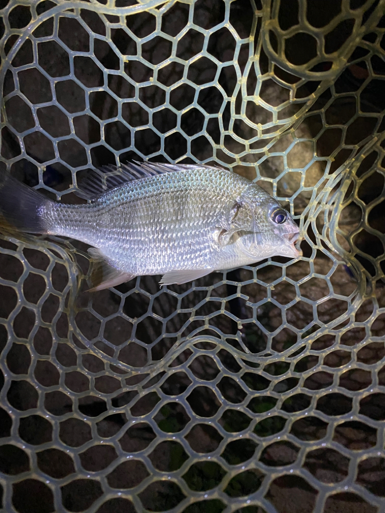 淀川ブリームゲーム