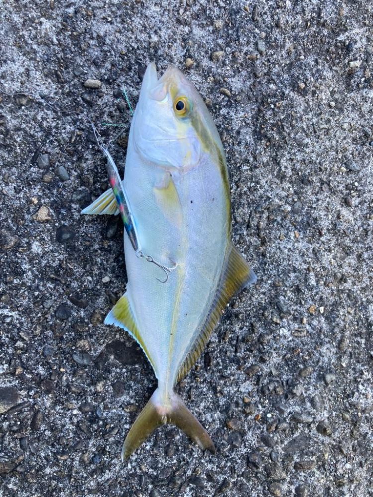 ショアジギング