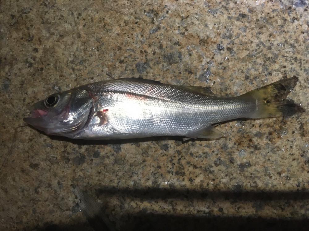 夏・夜・淀川でブッコミ