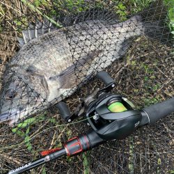 チヌにマゴチ!シーズンインのお知らせ?