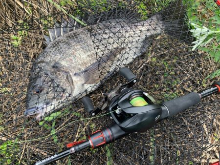 チヌにマゴチ！シーズンインのお知らせ？