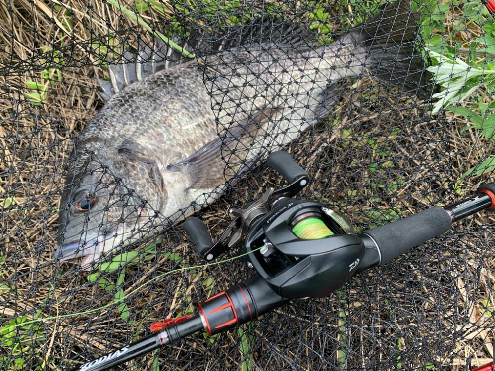 チヌにマゴチ！シーズンインのお知らせ？