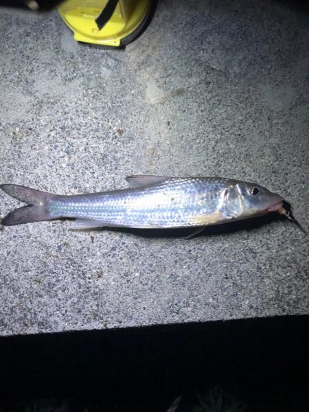 淀川水系でウナギ釣り