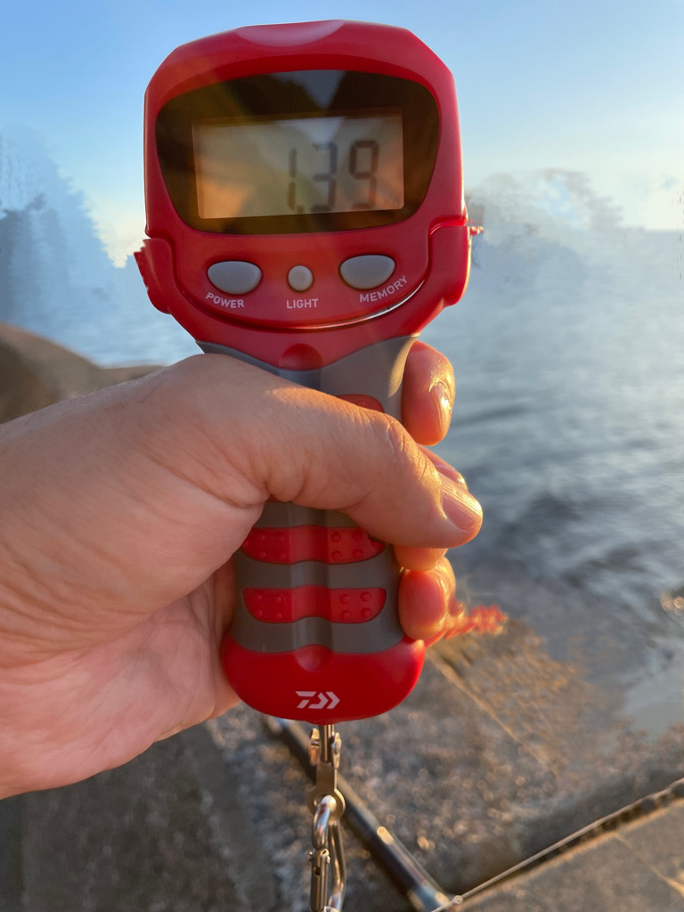 今年初アオリ！