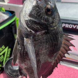 暑いわ 渋いわ(涙)