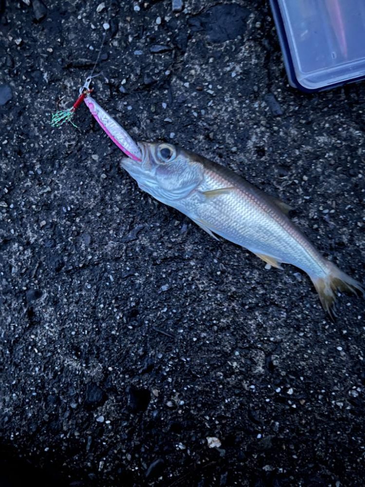 カマス、ガシラ、ムツ