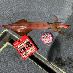 夏の風物詩第二弾