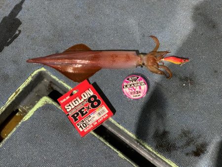 夏の風物詩第二弾