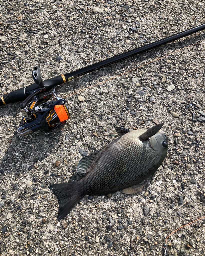 エビ撒きでグレ釣り