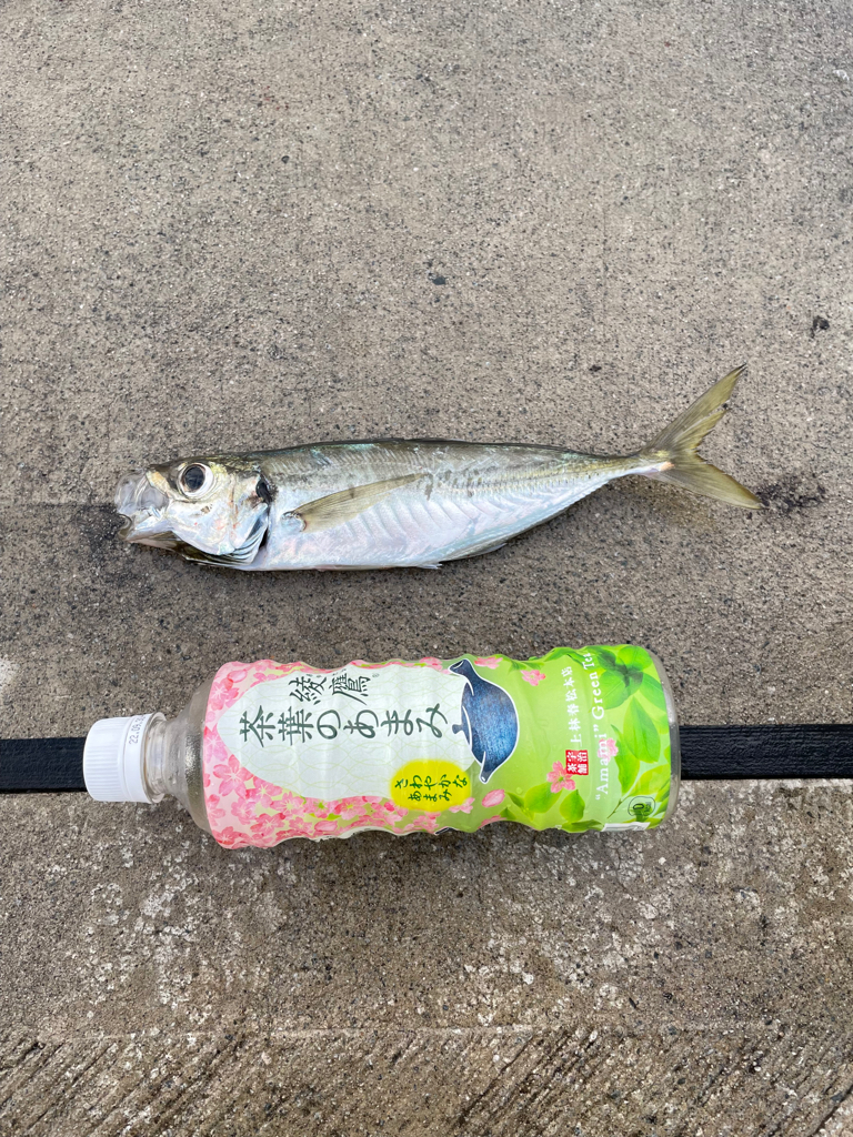 アジは定時にやってくる