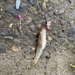 新子ハゼ釣り