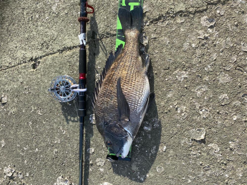 ヘチってきました