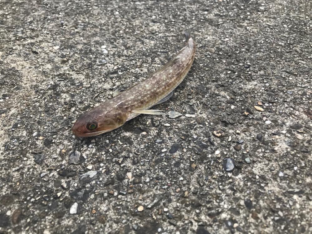 とうとうヒラメが❗️