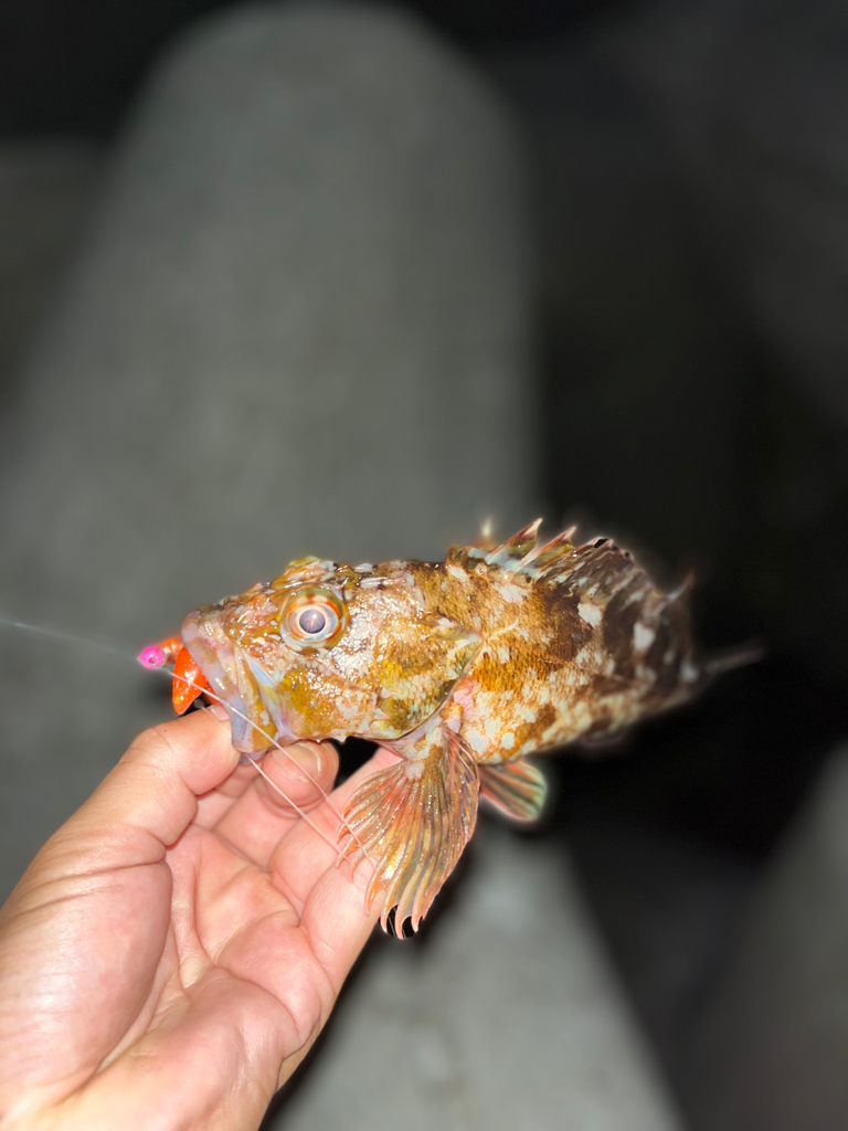 アコウ狙いも・・・